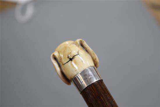 A walking stick, the ivory handle carved as a dogs head with glass eyes, silver collar, London 1918, overall length 84cm